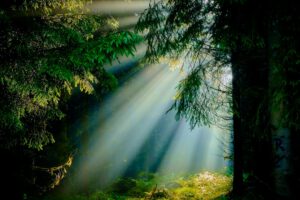 Sonnenlicht fällt durch einen ruhigen Wald