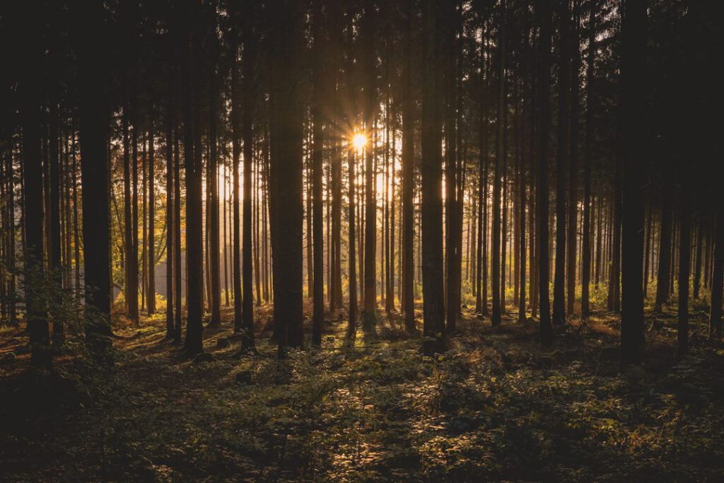 Ruhiger Wald im Abendlicht