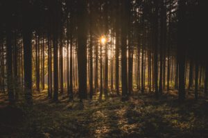 Ruhiger Wald im Abendlicht