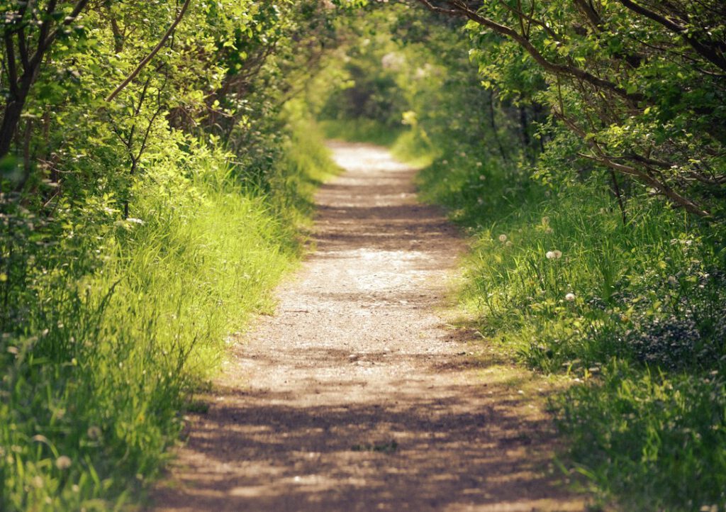 Sonniger ruhiger Weg zwischen Bäumen