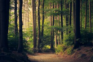 Ruhiger Weg durch einen grünen Wald